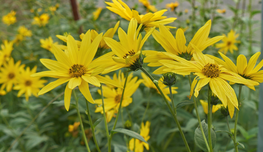 The Menopause-Gut-Bone Connection: A Natural Fibre Steps Into the Spotlight